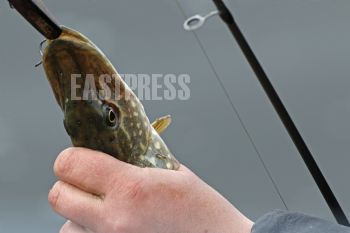 EA346945, Eastpress, Hamina, Finland